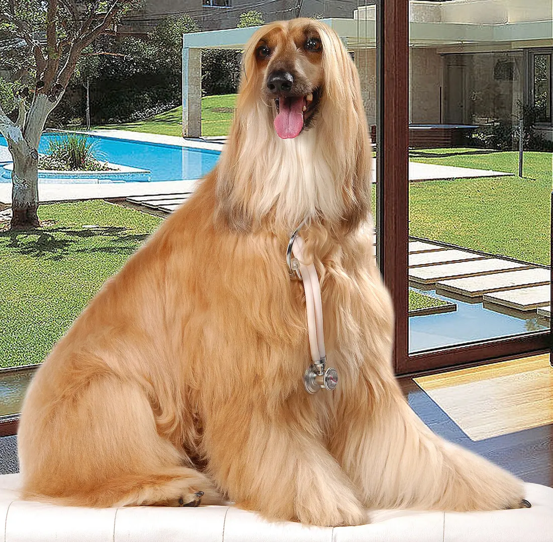 A Afghan Hound