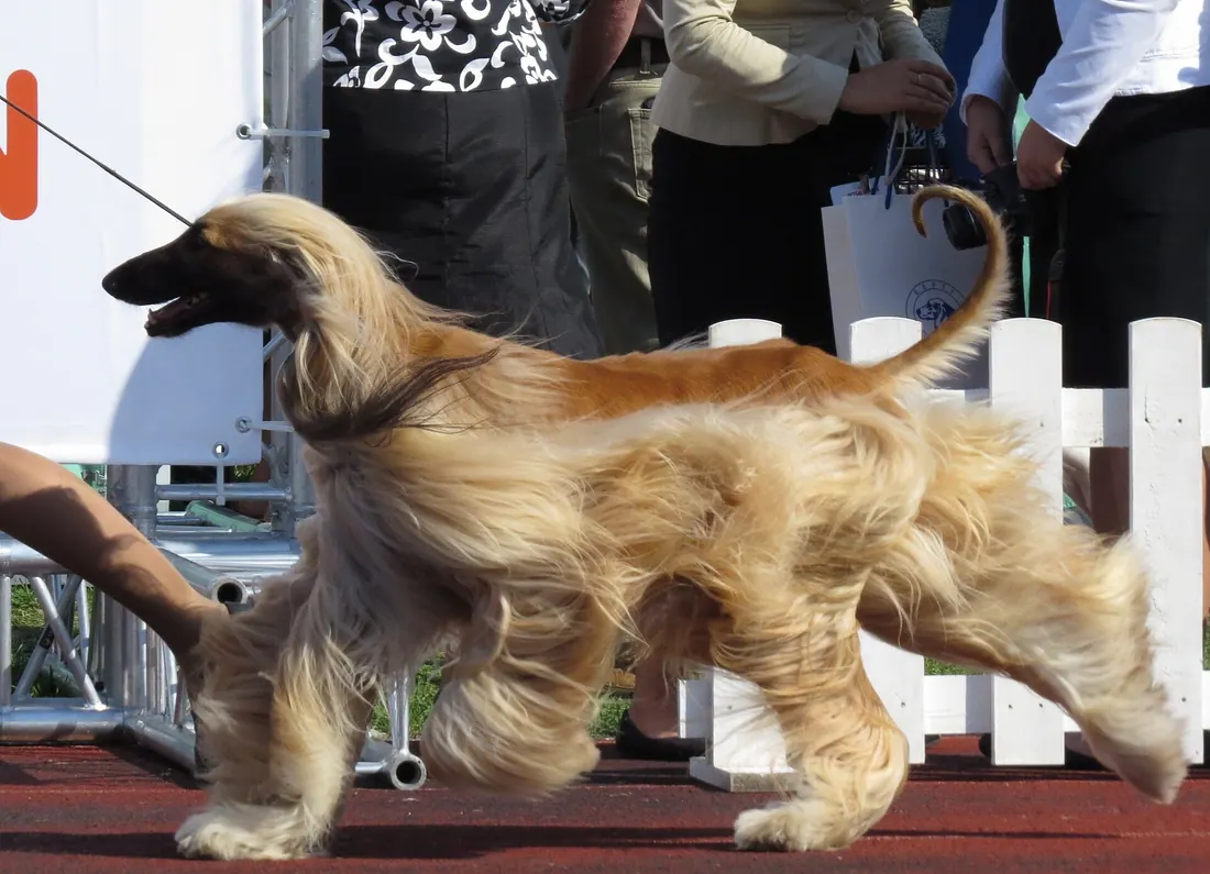 A Afghan Hound