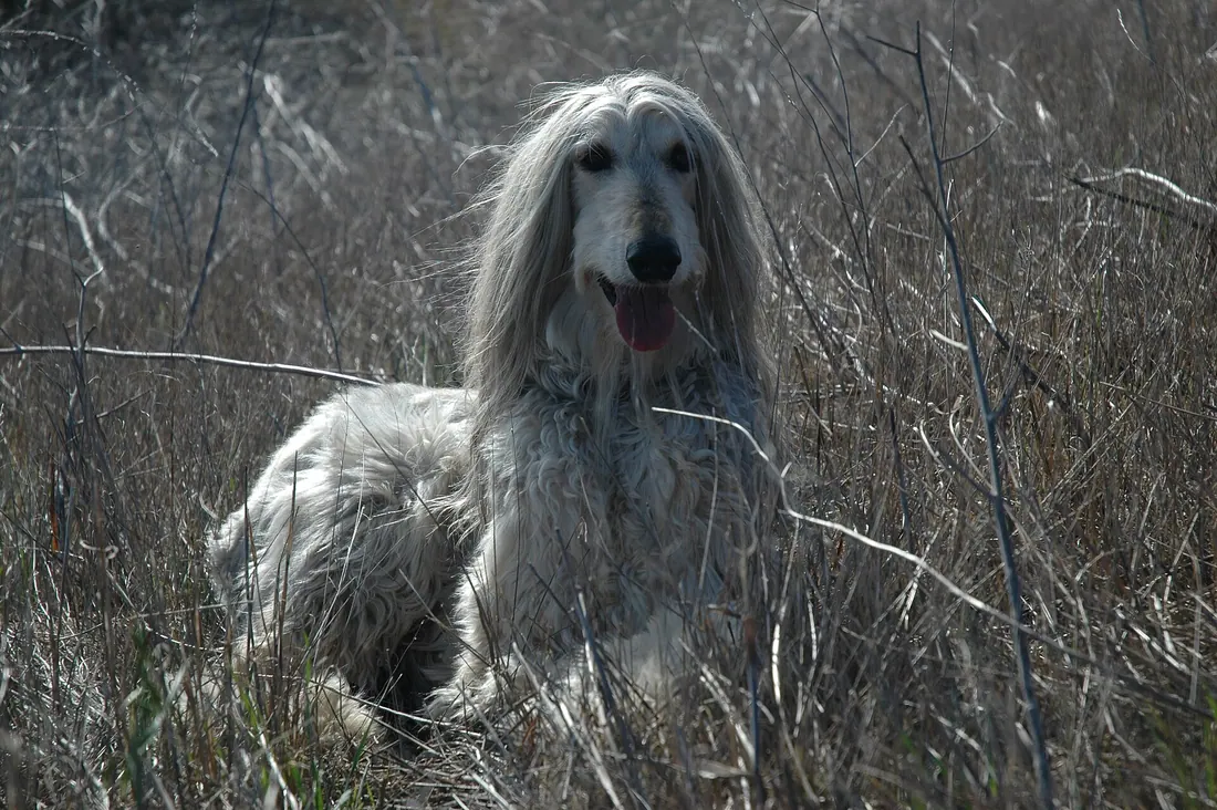 A Afghan Hound