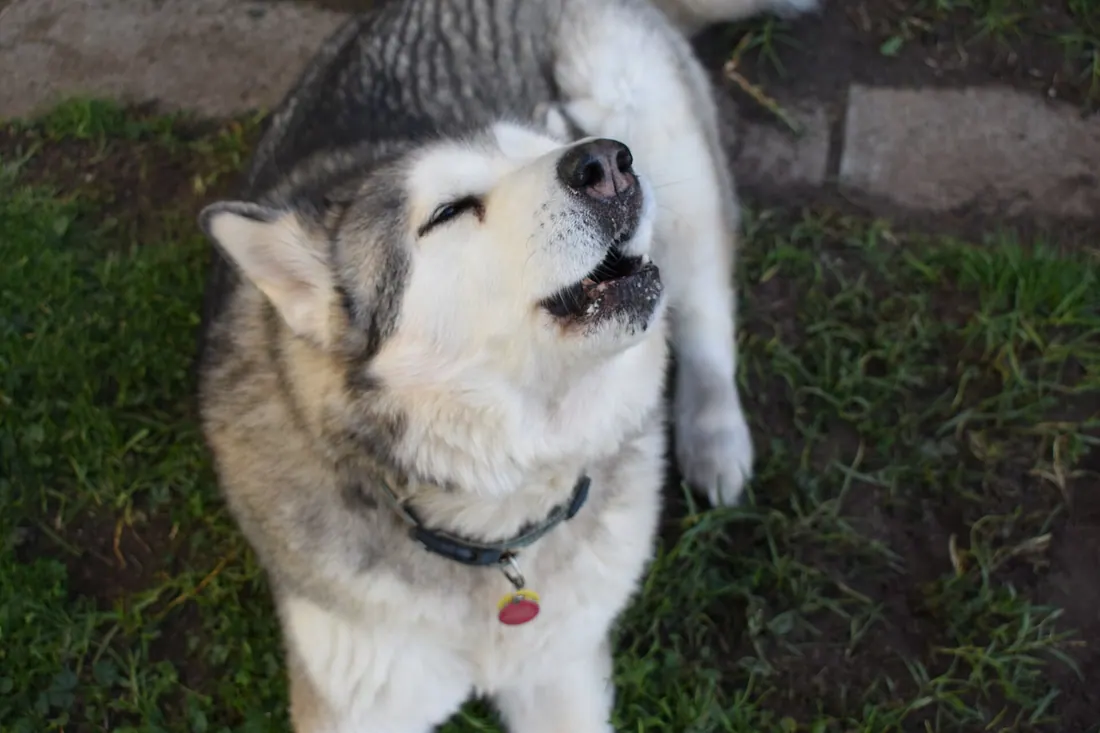 A Alaskan Malamute