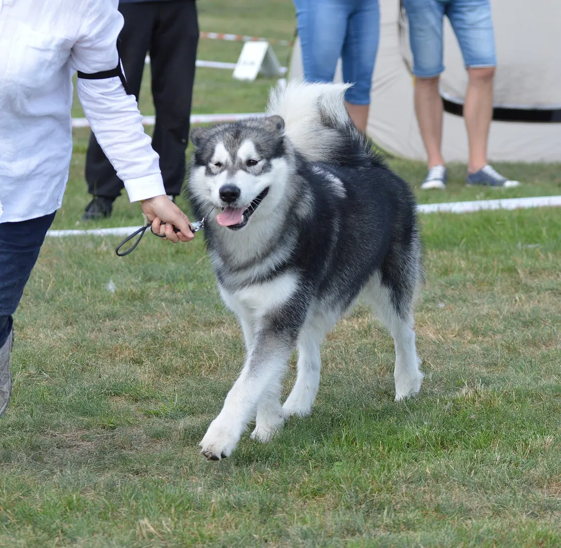 A Alaskan Malamute