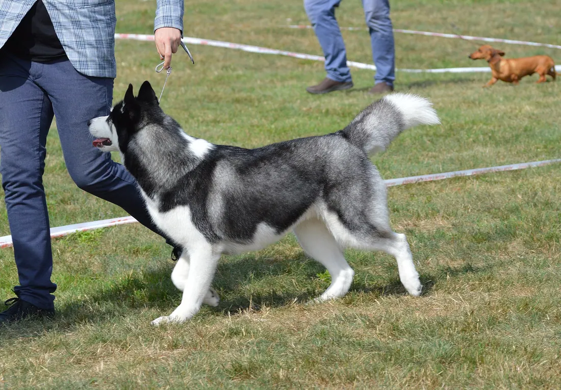 A Alaskan Malamute