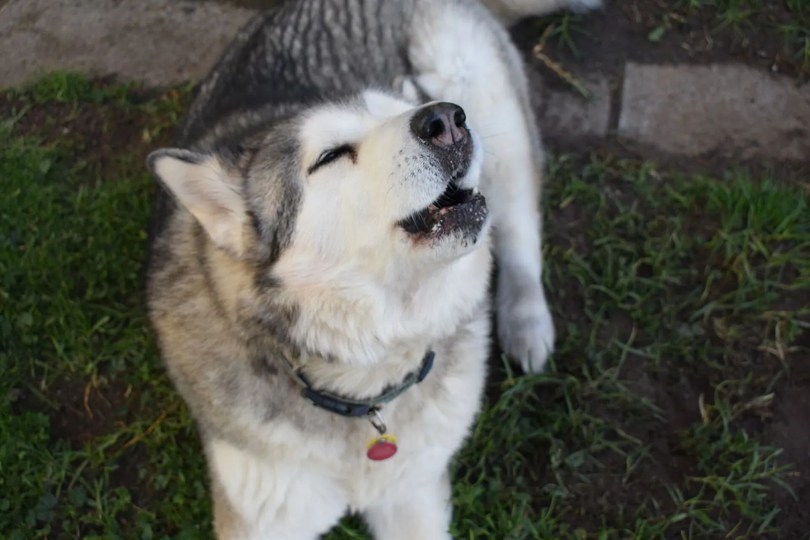A Alaskan Malamute