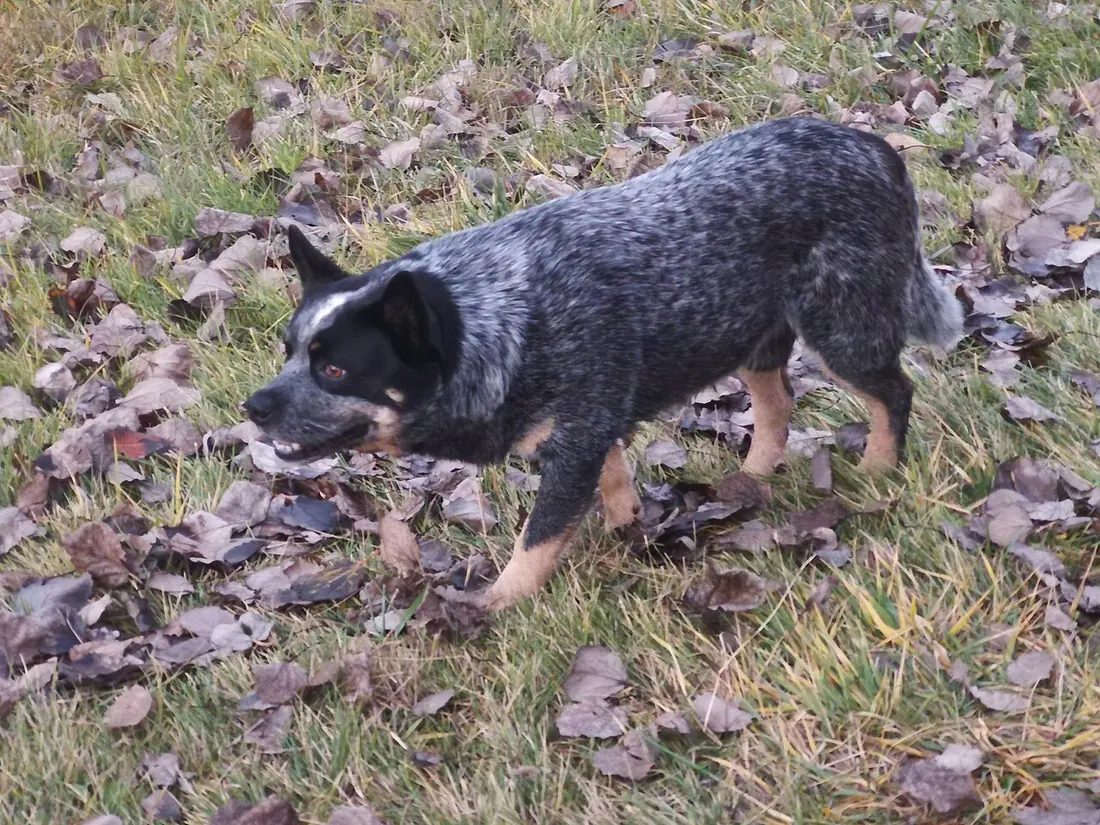 Pause they take before action, while it be heeling, mustering, herding, often followed by a creep and approach target. 