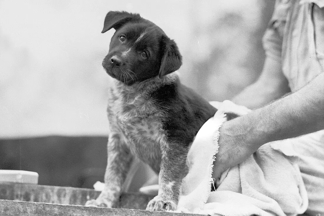 The mascot of a cookhouse at the 9th Australian division, a puppy dog, being dried after his bath, in preparation for th