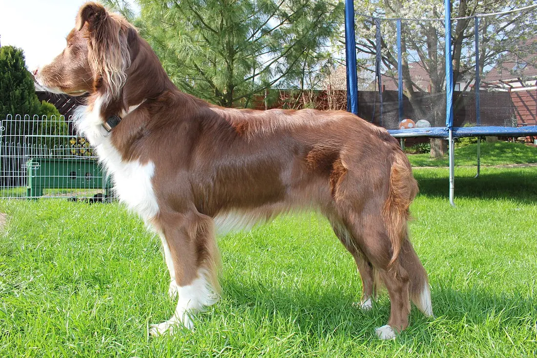 Australian Shepherd Fina, red bi
aussie-fina.jimdo.com