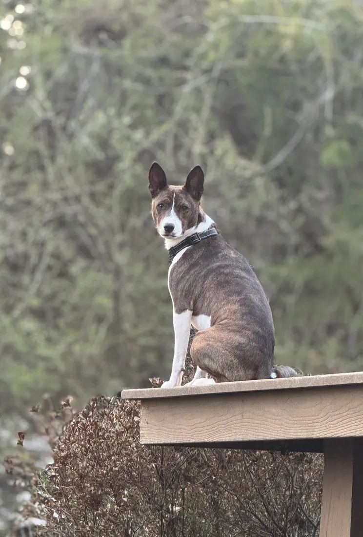 Benny, a brindle Basenji, sitting upright on a deck rail. Brindle is one of four colors the breed standard permits, alongside red and white, black and white, and tricolor.