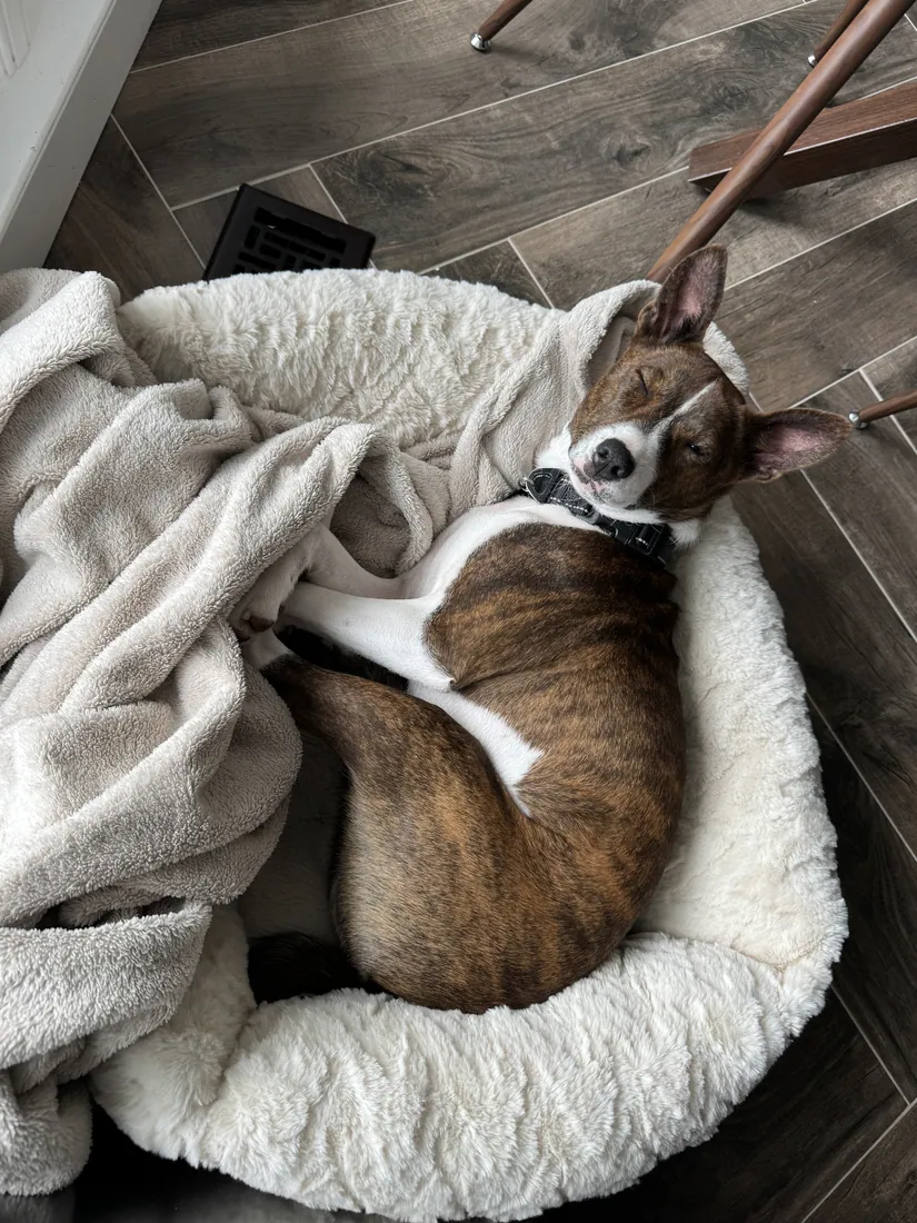 The same brindle Basenji curled asleep, showing the compact body, tight curled tail and short coat that make the breed almost odourless and very low-shedding.
