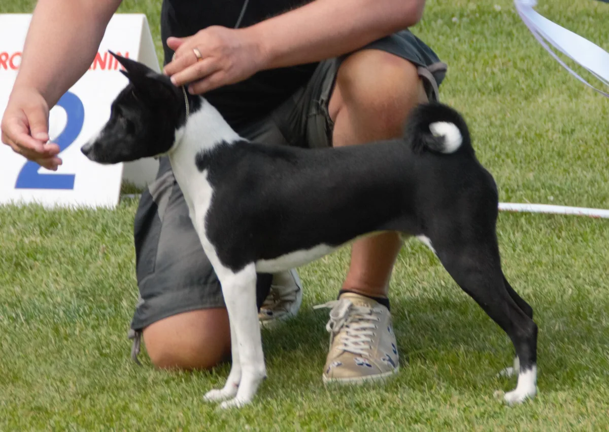 A black and white Basenji, one of the four colors the breed standard permits.