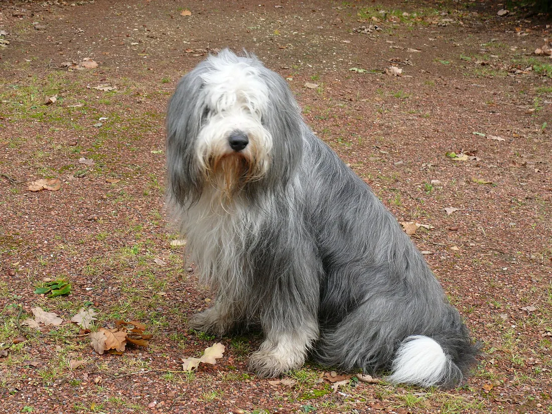 A Bearded Collie