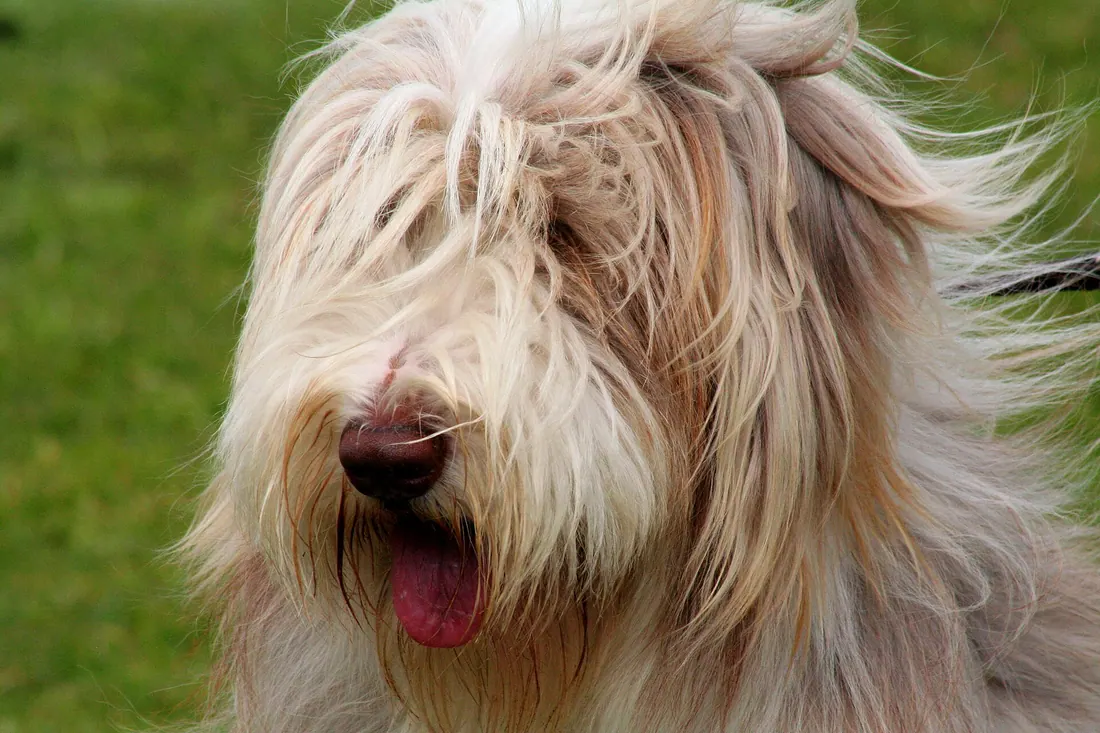 A Bearded Collie