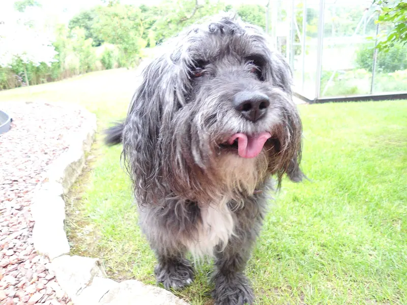 A Bearded Collie