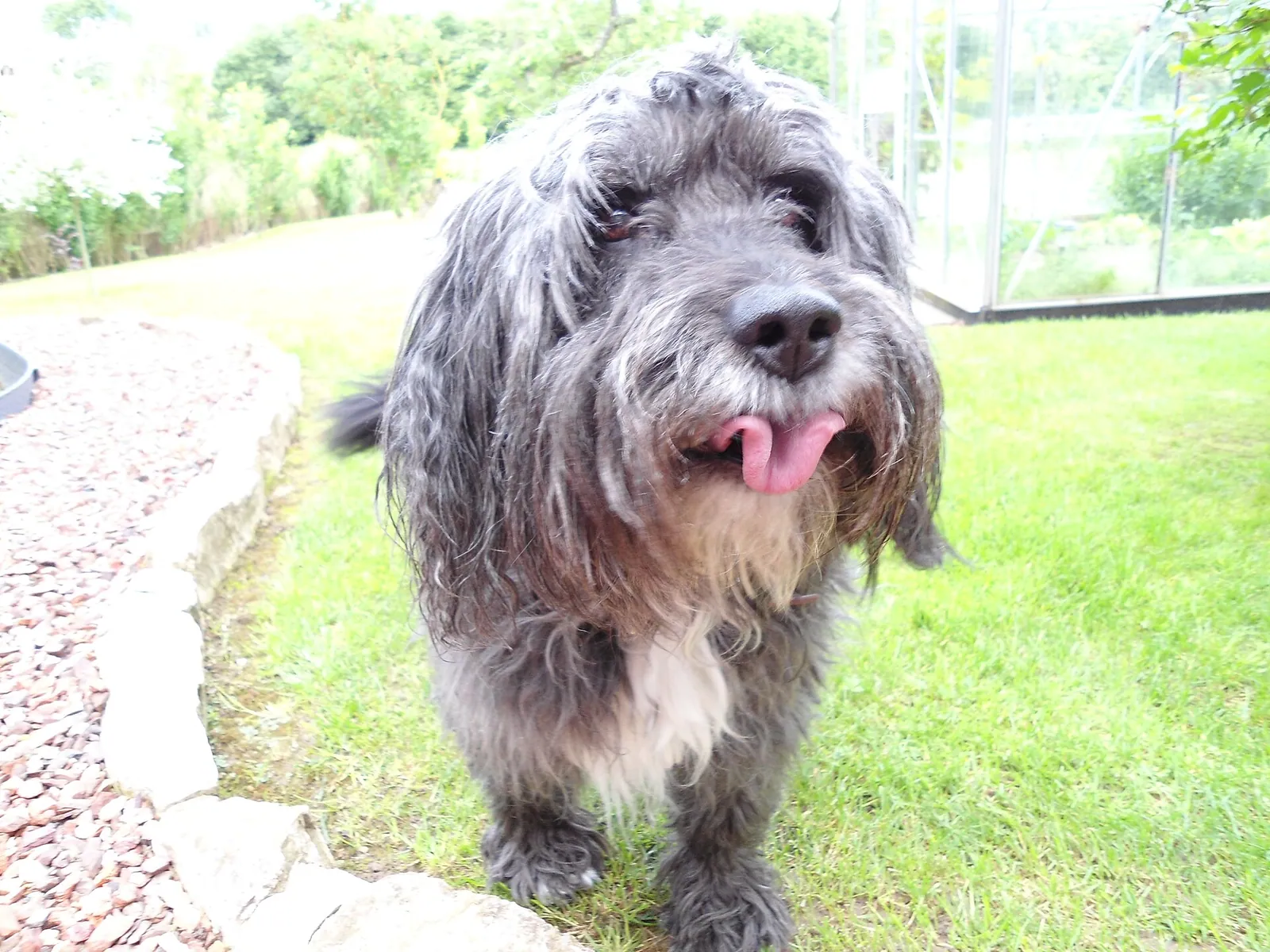 A Bearded Collie