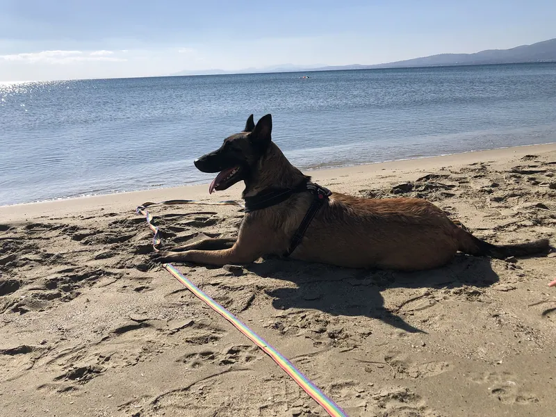 Belgian Malinois