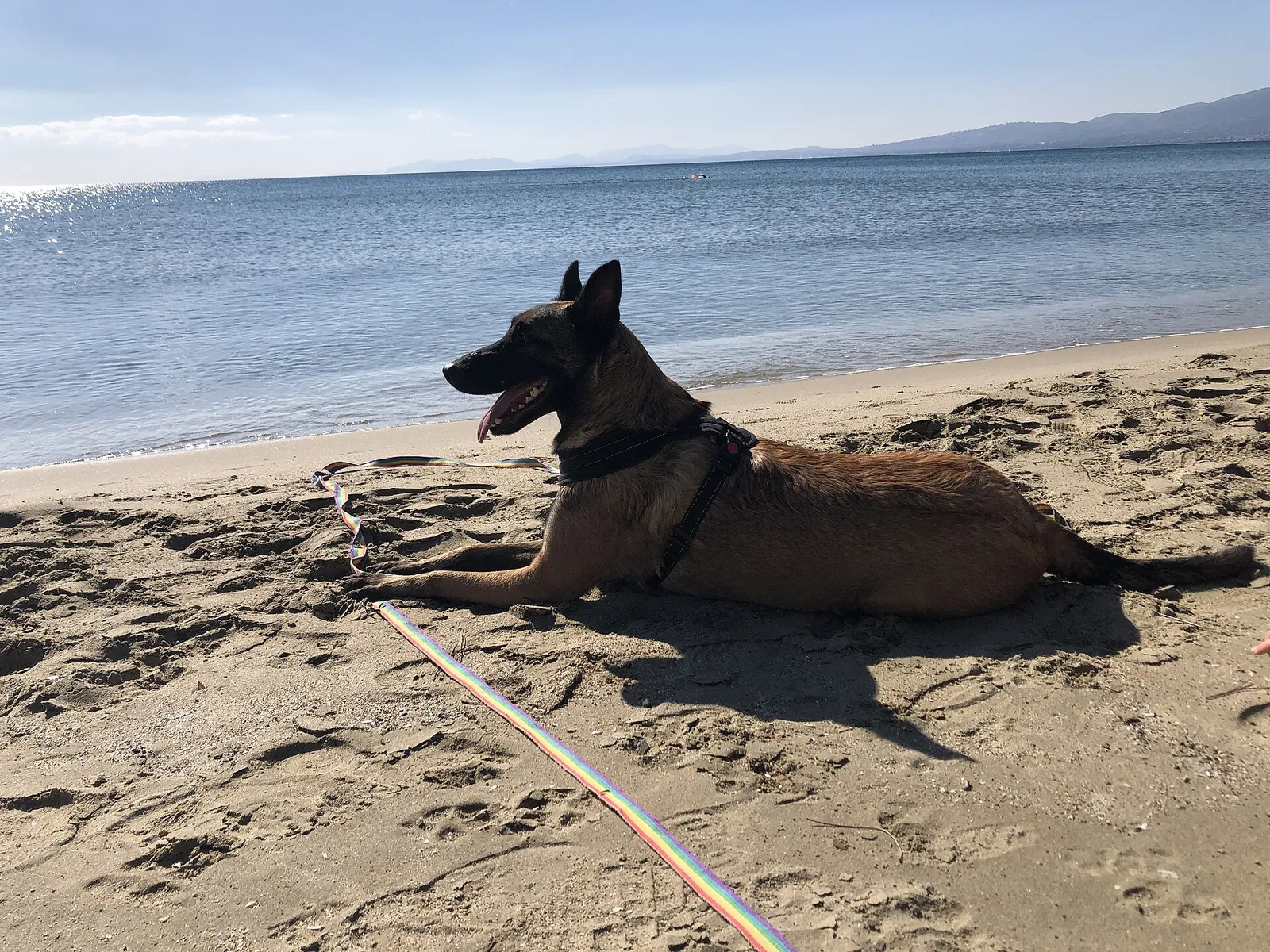 Belgian Malinois