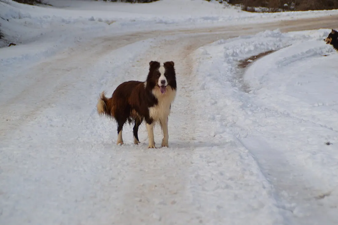 Border Collie macho chocolate y buen porte