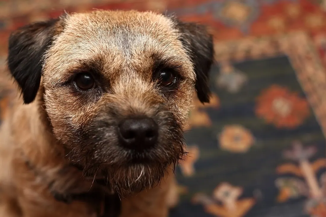 A Border Terrier