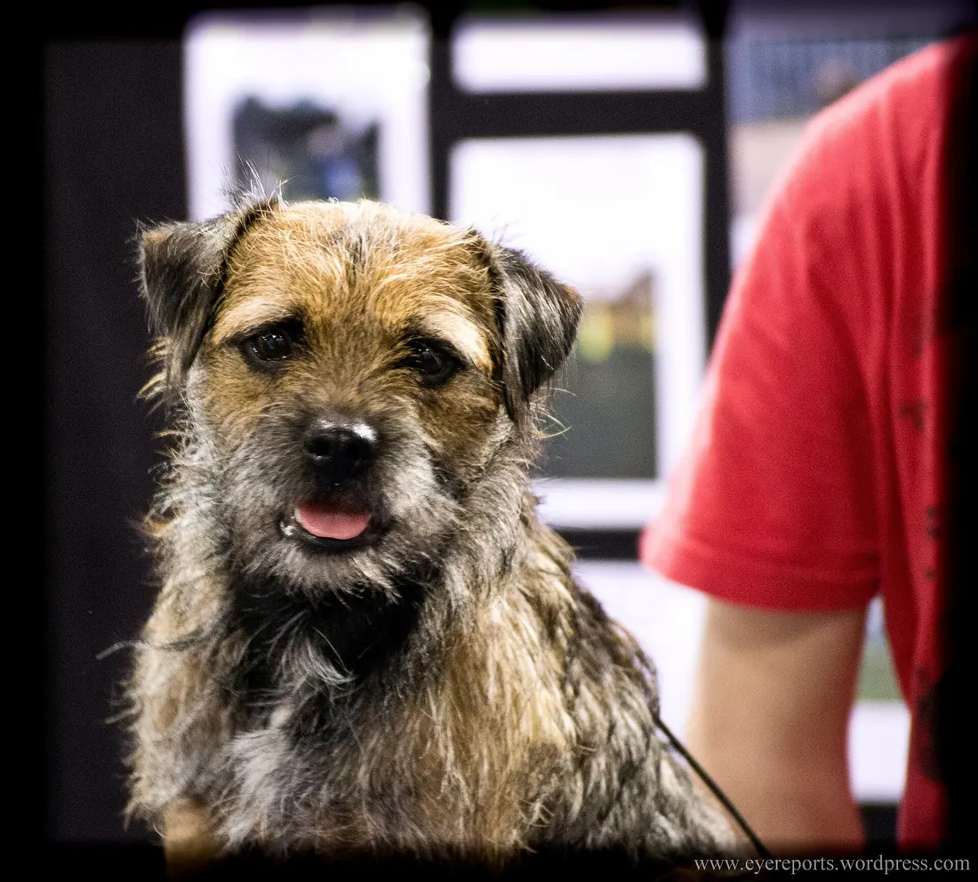 A Border Terrier