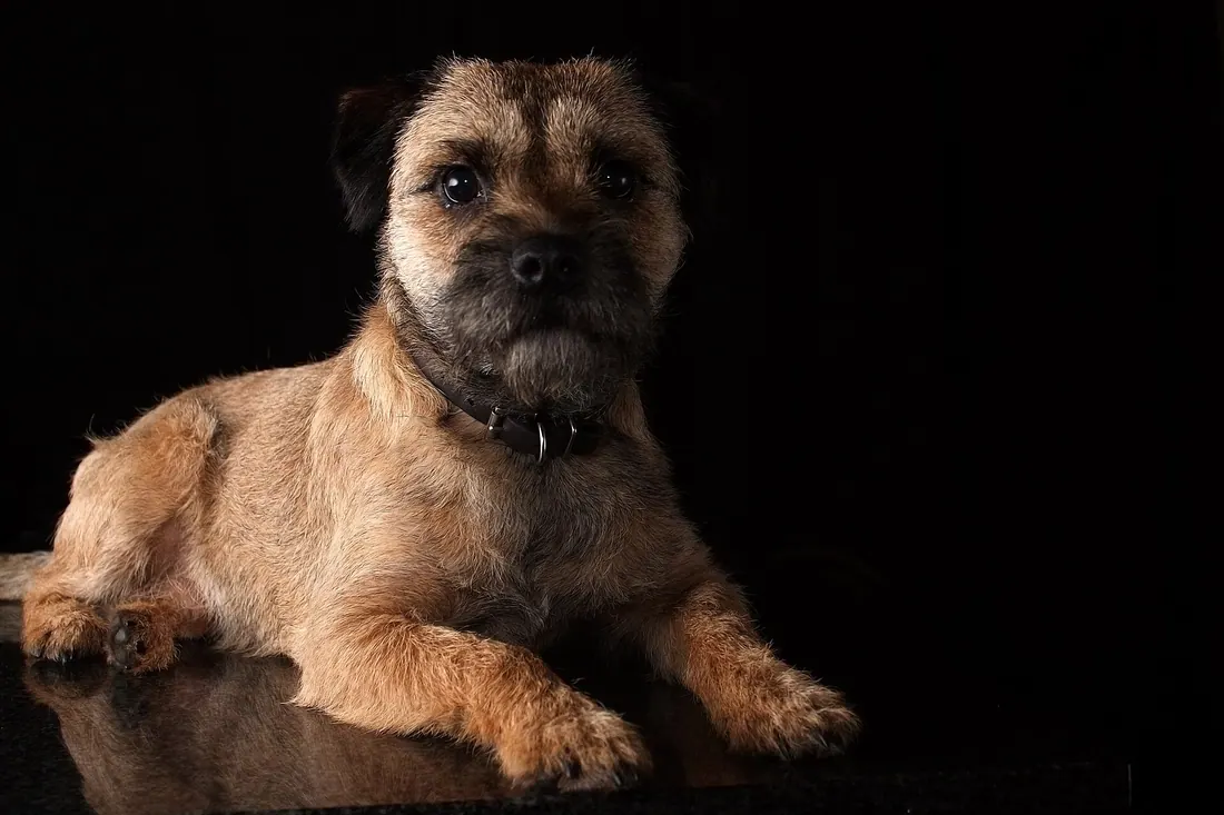 A Border Terrier