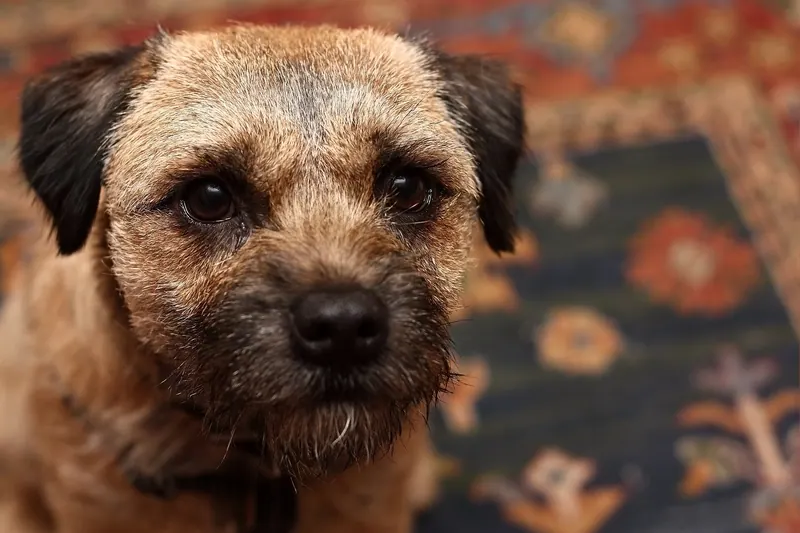 A Border Terrier