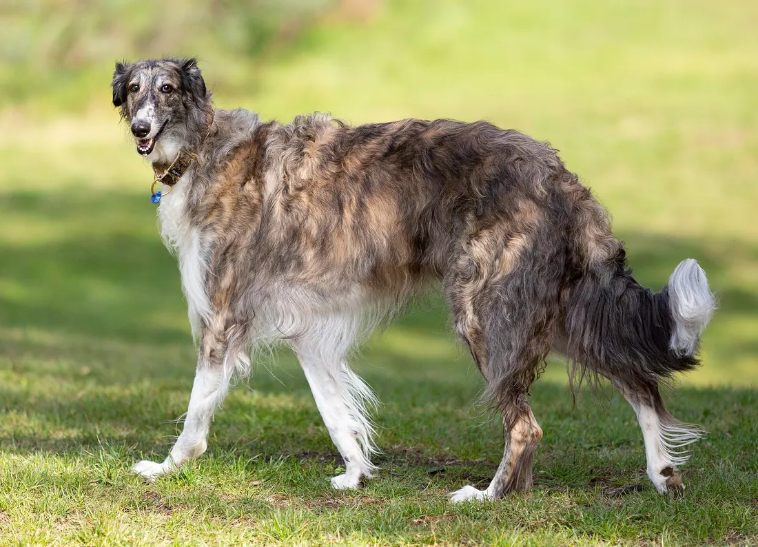 A Borzoi