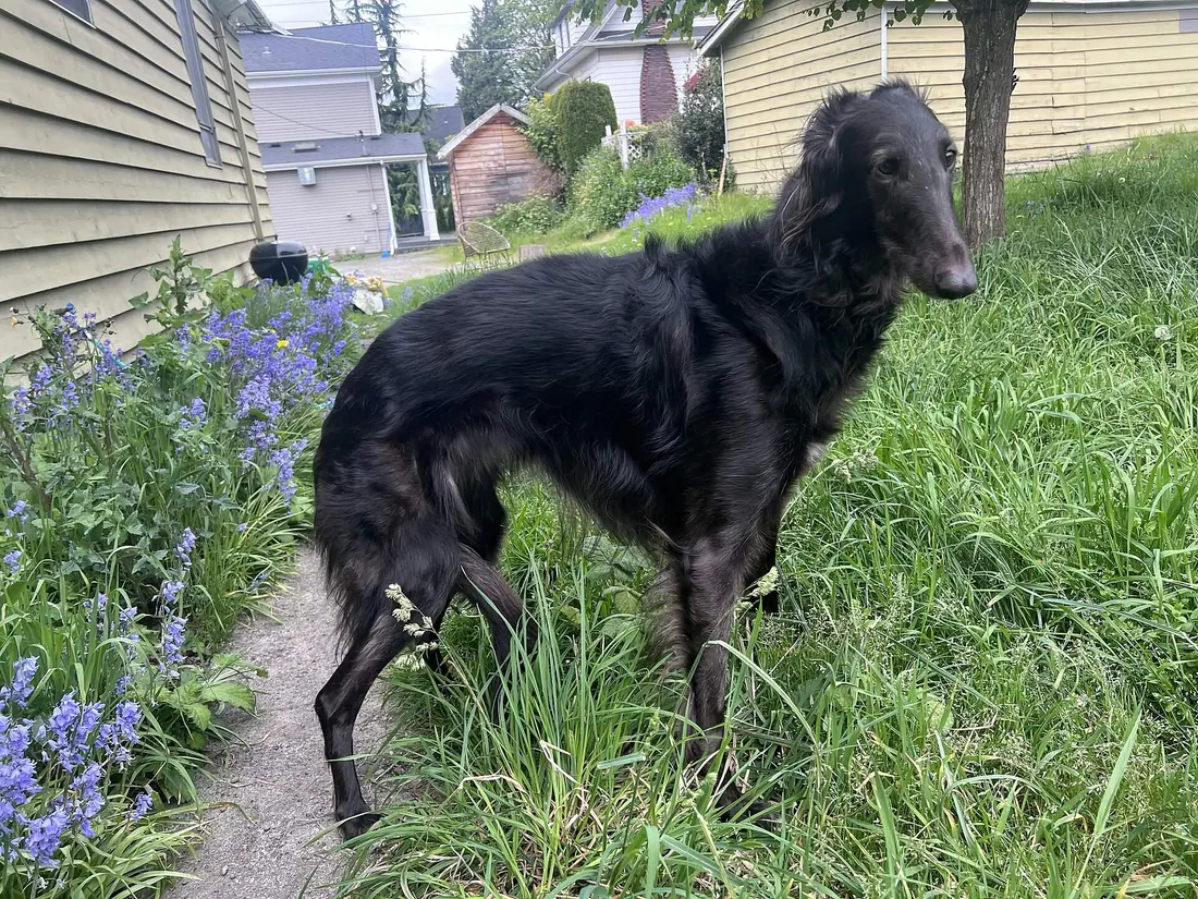 A Borzoi