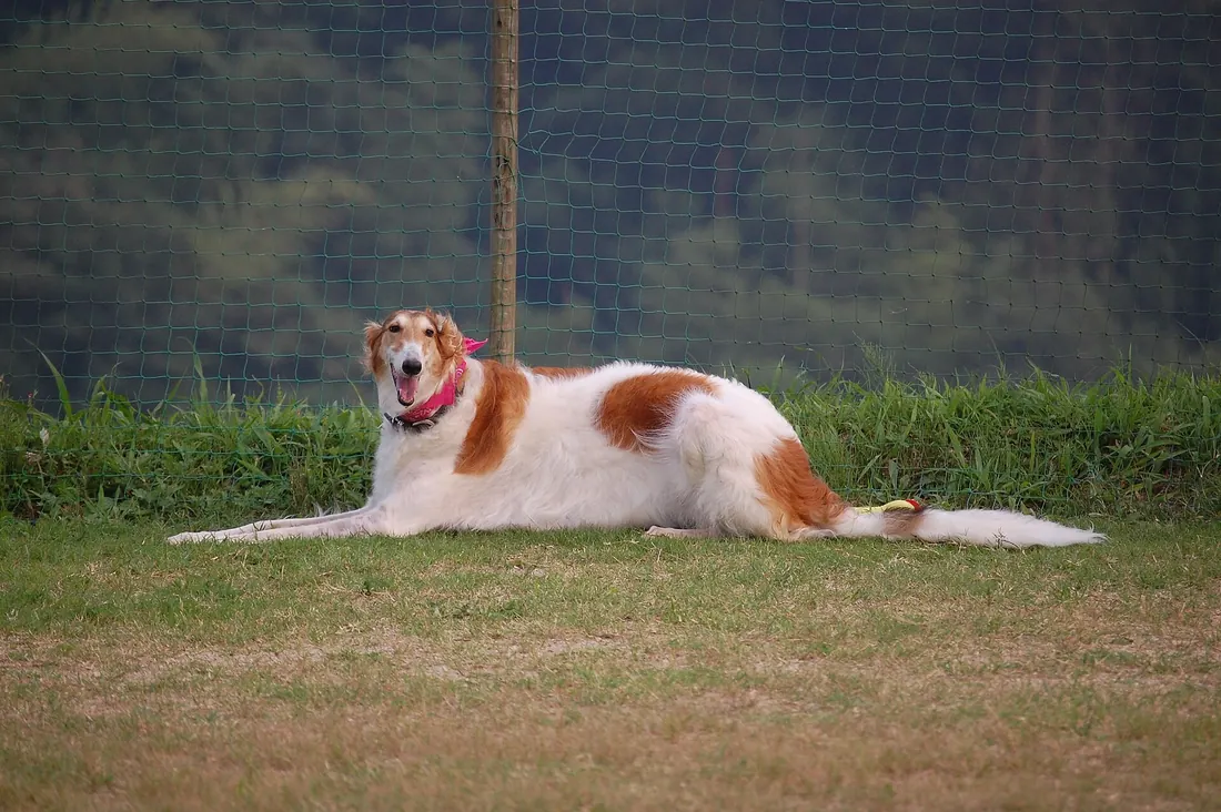A Borzoi