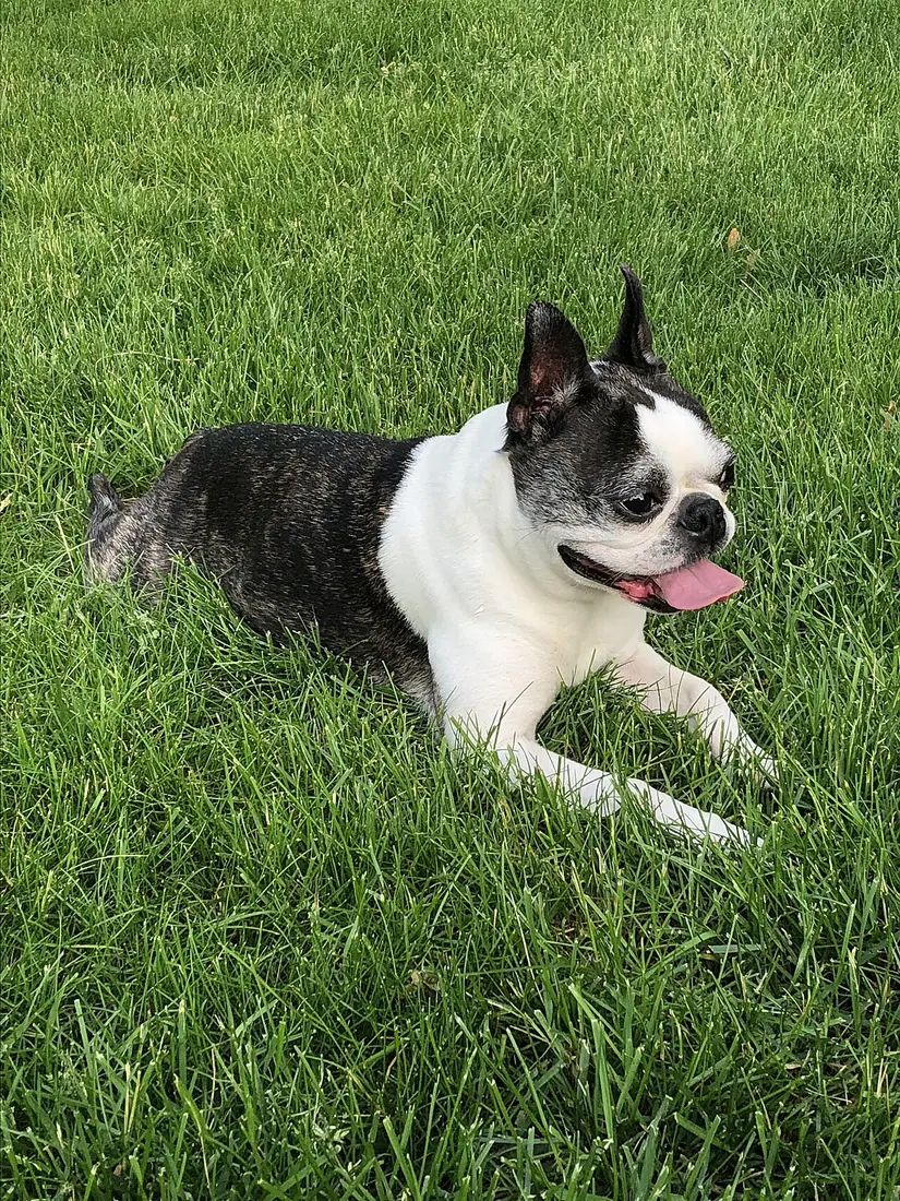 Boston Terrier female with brindle coat