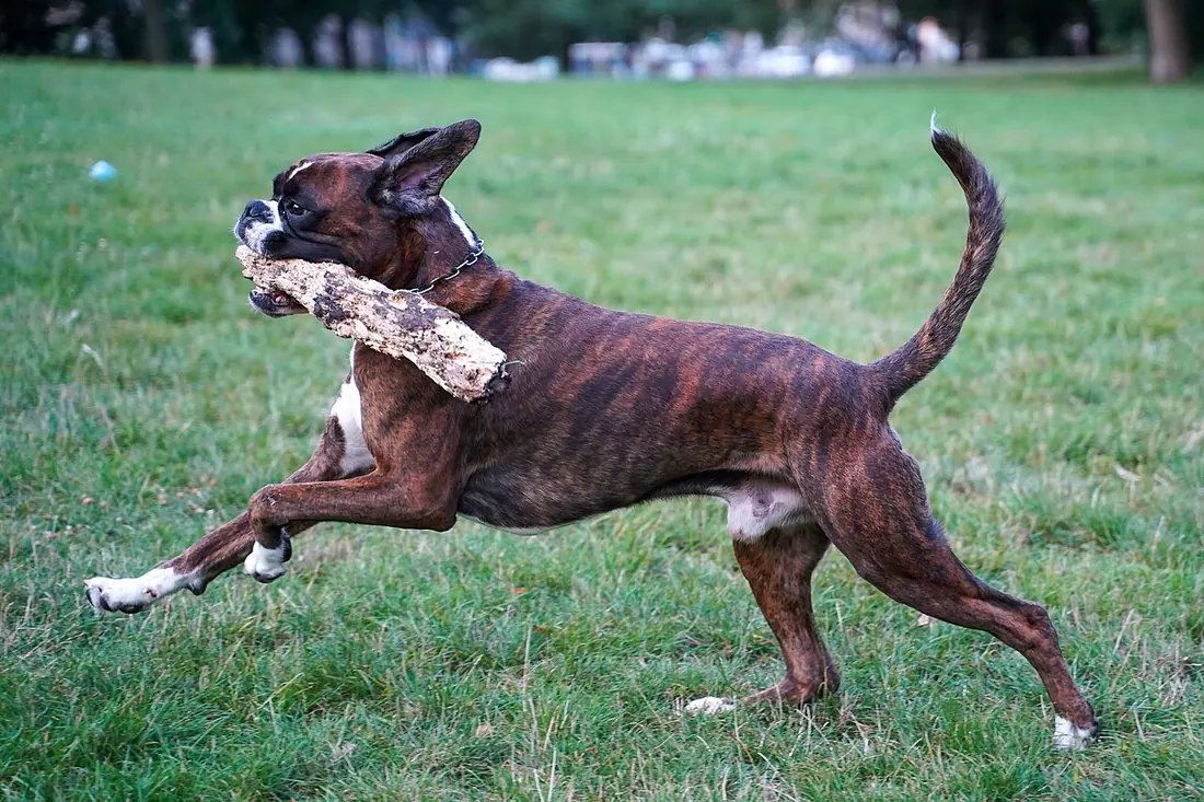 German Boxer "Elmo vom Freudenreich", born 23/09/2019, brindle with white markings, 2 years old. In motion (running with