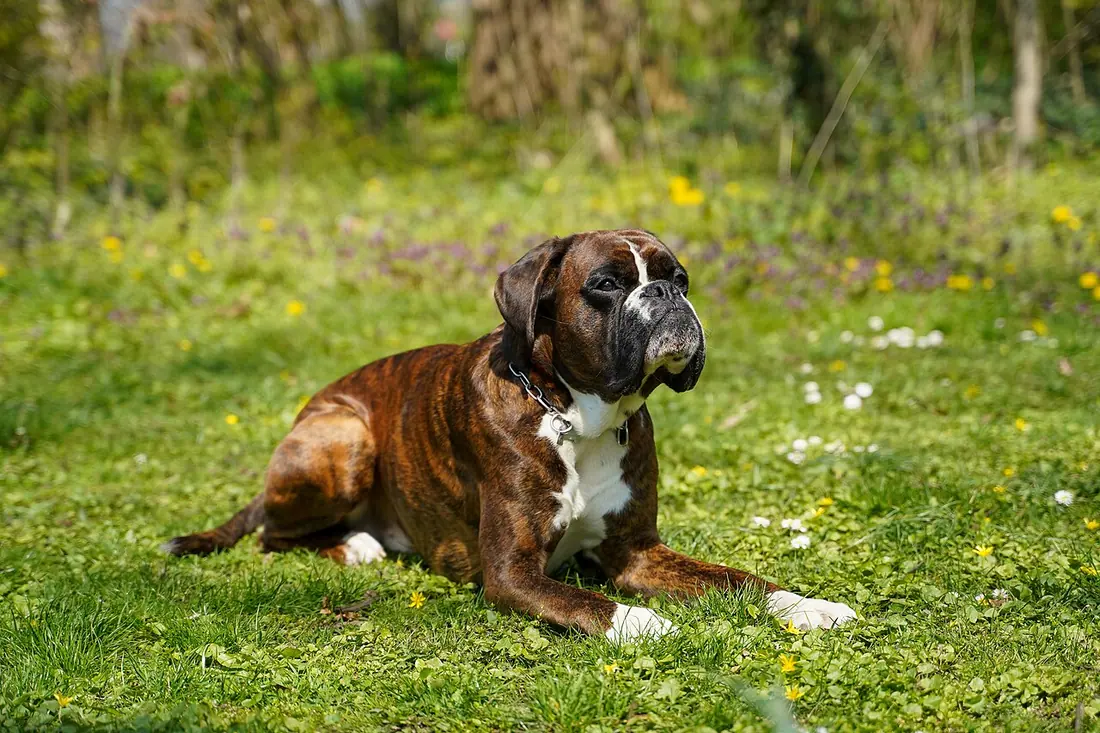 German Boxer "Elmo vom Freudenreich", born 23/09/2019, brindle with white markings, 19 months old. Lying down in the "do