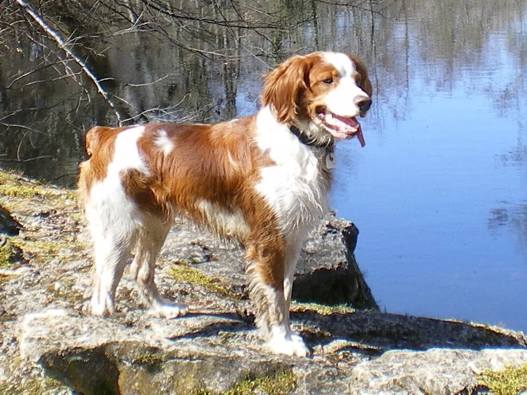 A Brittany standing in profile, orange and white as the breed standard requires