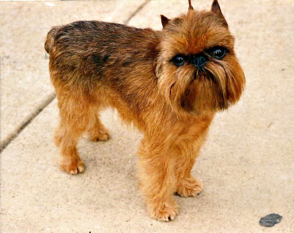 A Brussels Griffon