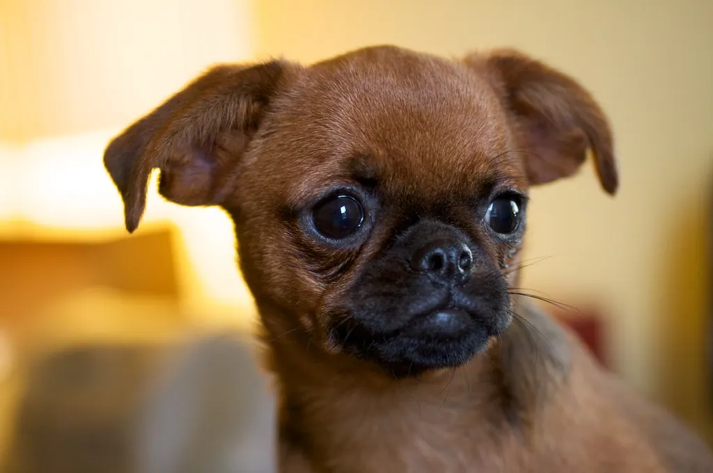 A Brussels Griffon