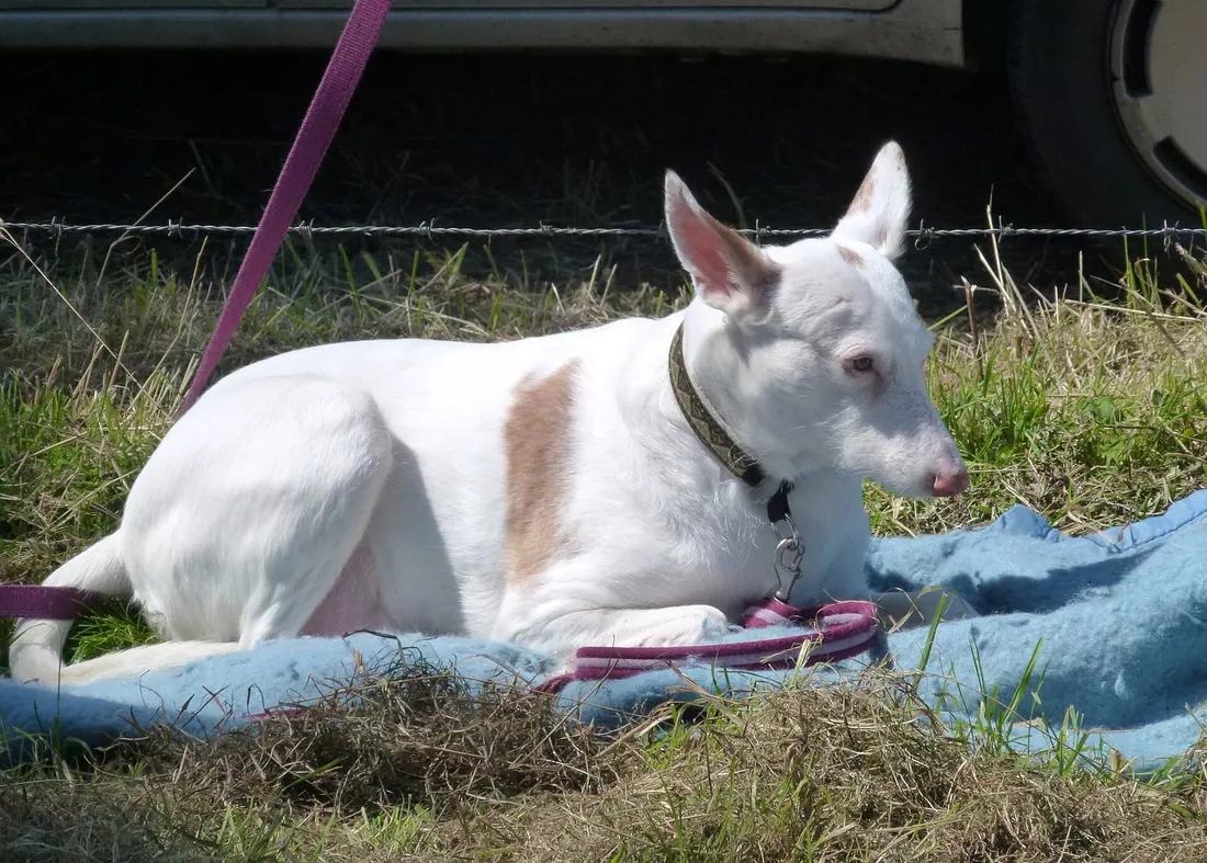 A Bull Terrier