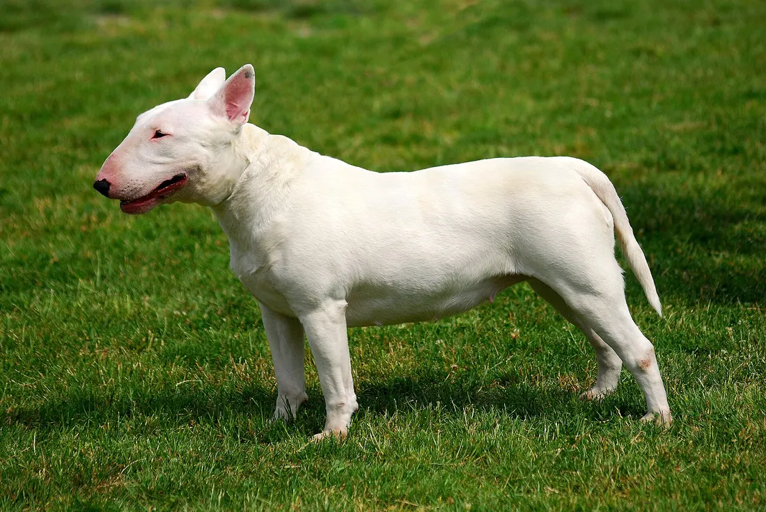 A Bull Terrier