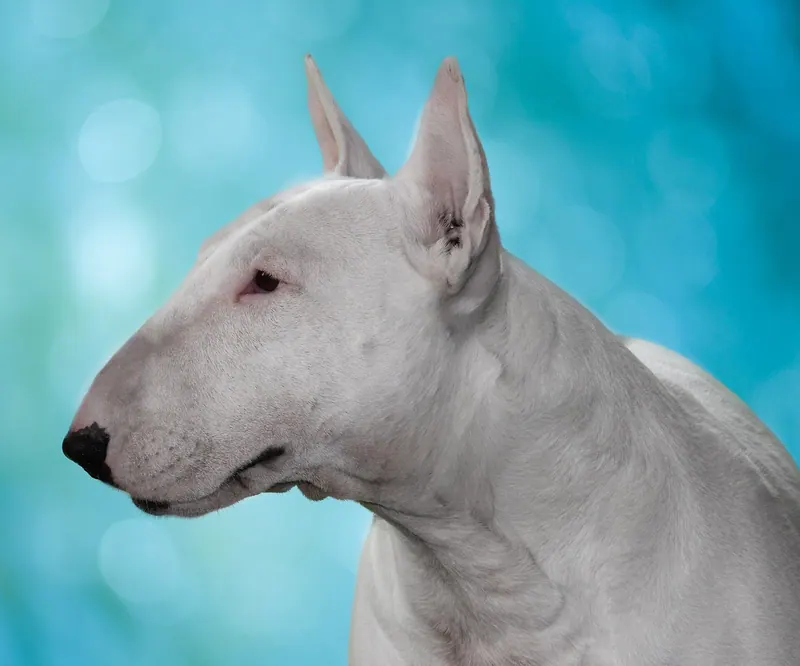 A Bull Terrier
