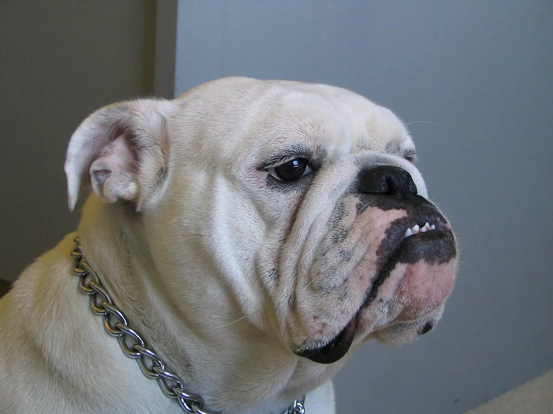 A Bulldog