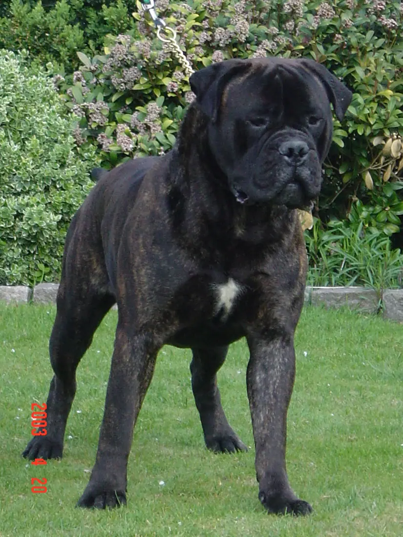 Picture of a Bullmastiff.
