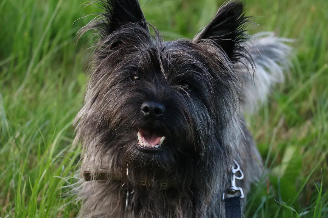 A Cairn Terrier