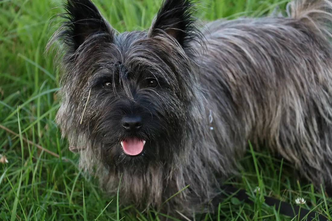 A Cairn Terrier