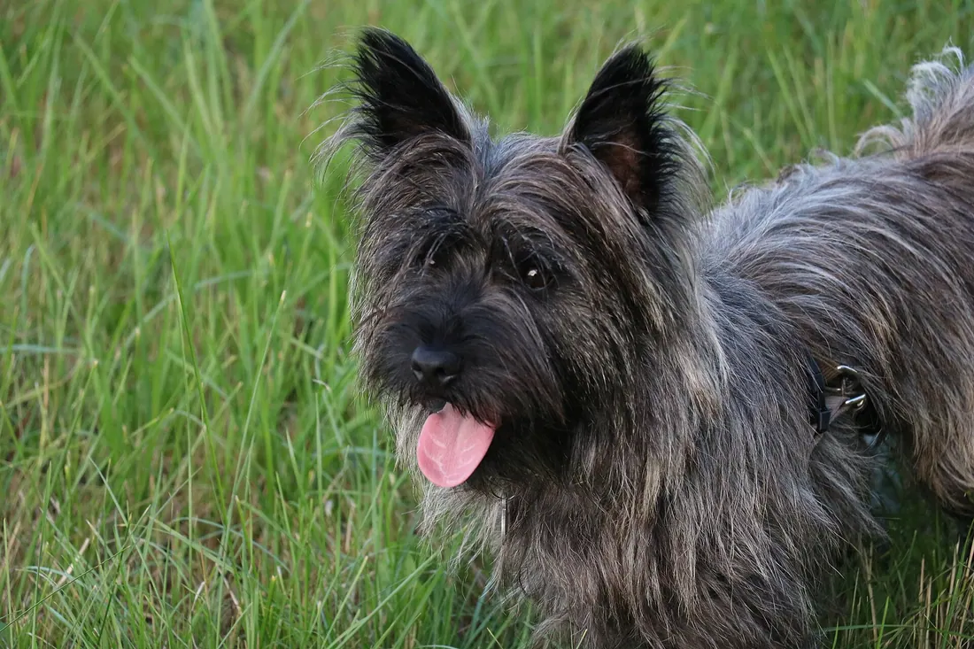 A Cairn Terrier