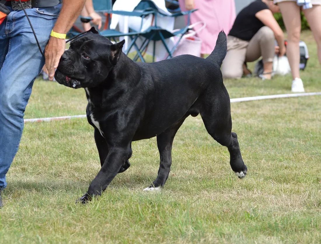 Cane Corso