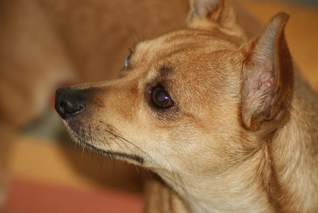 Chihuahua Dog