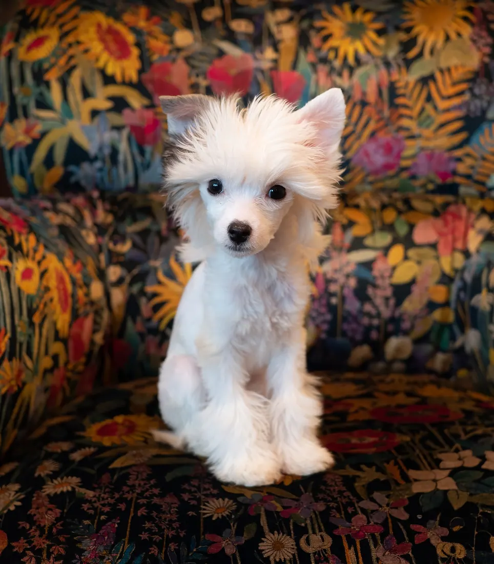 A Chinese Crested