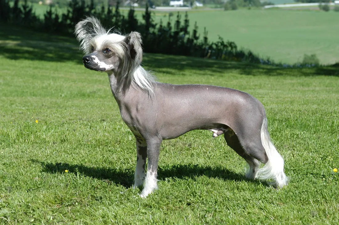 A Chinese Crested