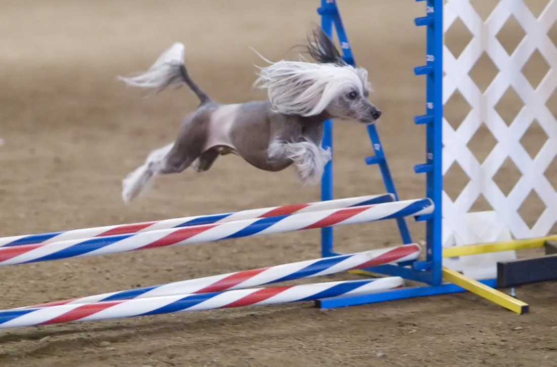 A Chinese Crested