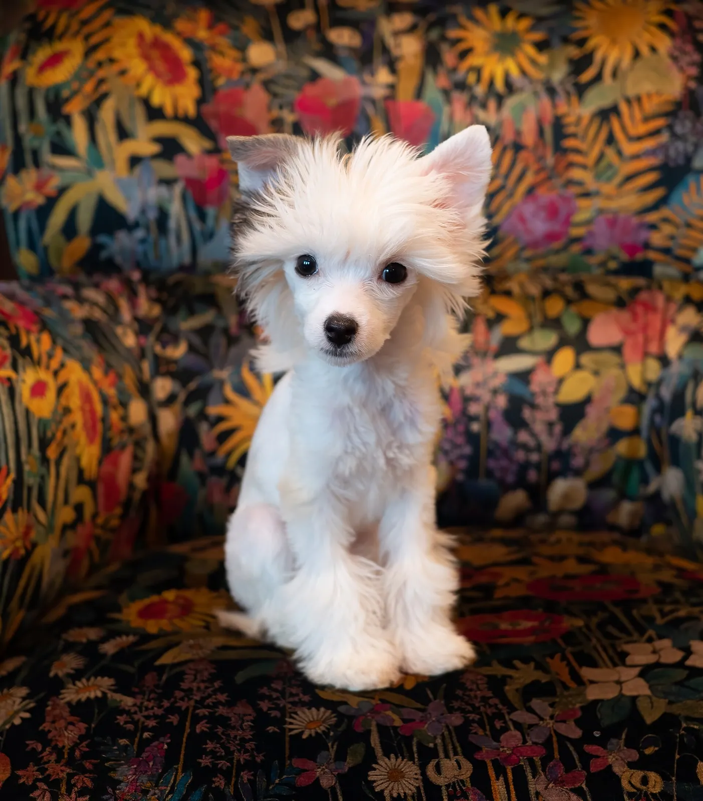 A Chinese Crested