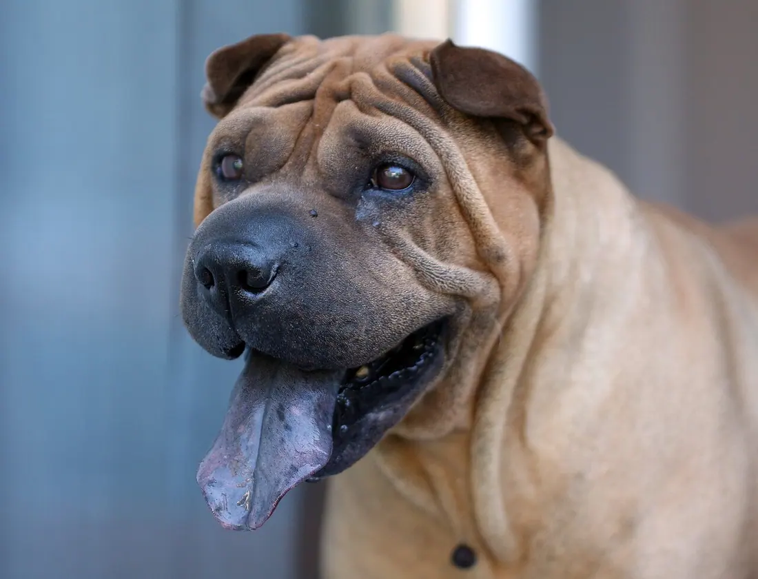 Female Shar Pei dog featuring the characteristic purple tongue.