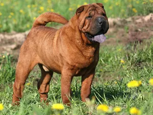 Chinese Shar-Pei