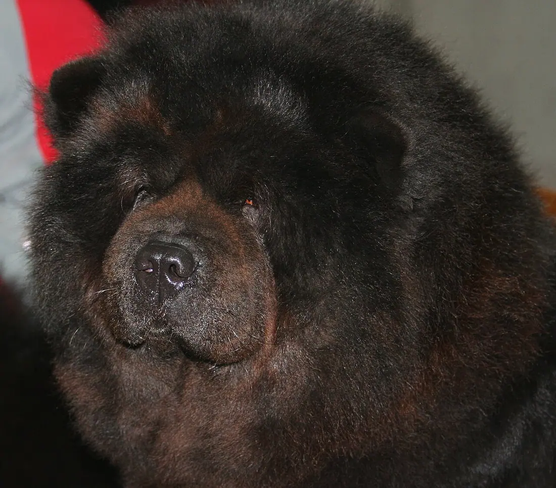 Chow_chow_during dogs show in Katowice, Poland